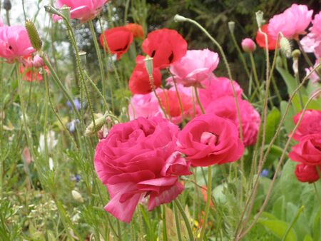 Wild Red Poppy Flowers fieldの写真素材