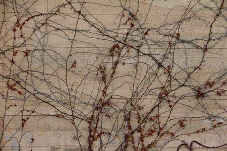 Dried branches climbing plant on the building wallの写真素材