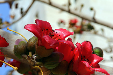 Blossoms of the Red Silk Cotton Tree (Bombax)