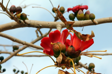 Blossoms of the Red Silk Cotton Treeの写真素材