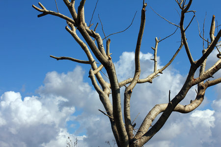 Bare winter tree against blue sky