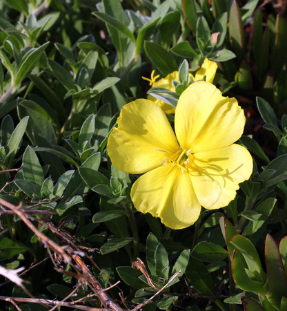 Evening primrose (Oenothera biennis) . Close up of one flower on green backgroundの写真素材