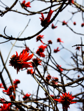 The spectacular flower of the coral tree (Erythrina Lysistemon)の写真素材
