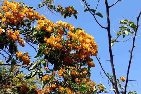 Bougainvillea on blue sky backgroundの写真素材