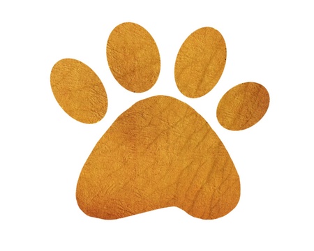 Paw print on white backgroundの写真素材