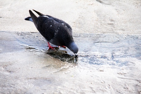 Single black dove - with space for textの写真素材