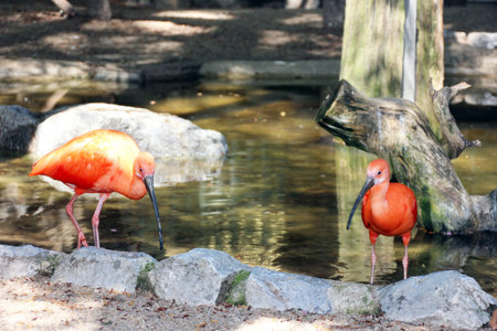 Scarlet Ibis, photographed in Dusseldorf , Germany