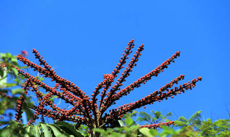Unusual southern tree Scheffleraの写真素材