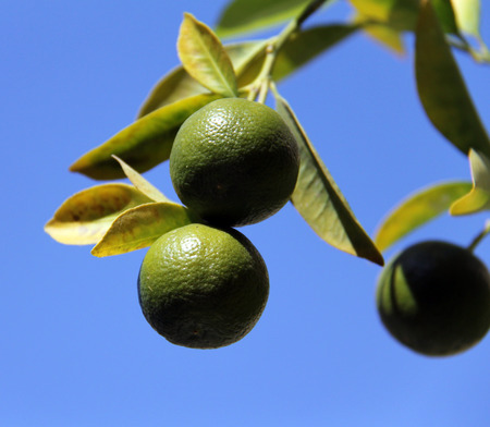 Growing oranges on the tree on blue sky background. Selective focus.の写真素材