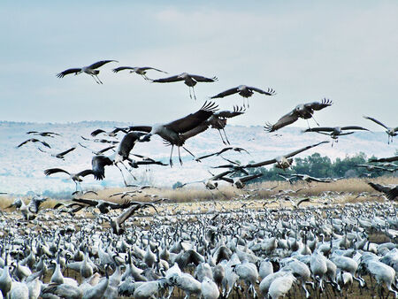 Common Cranes at Hula Valley Nature Reserve in Israelの写真素材