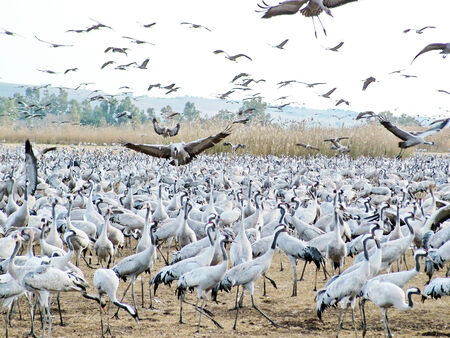 Common Cranes at Hula Valley Nature Reserve in Israelの写真素材