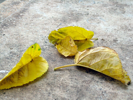 Yellow leaves on the sidewalkの写真素材
