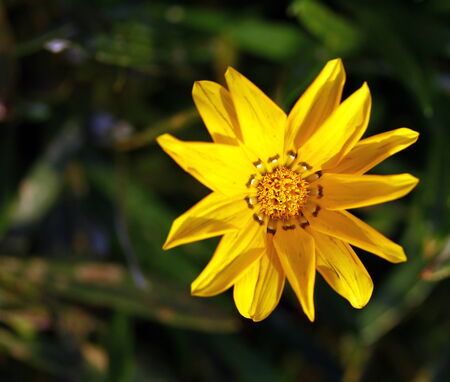 Yellow wild flowers growing in a fieldの写真素材