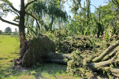  Fallen  tree  blown over by heavy winds  at the park  Deadly summer storms hit western Germany after a heat wave  High winds, thunder and lightning and heavy rains disrupted air traffic, public transport and the roads  Dusseldorf, Germanyの写真素材