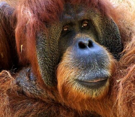 Macro portrait of  large  thoughtful mail orangutanの写真素材