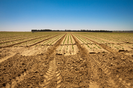 Fresh sprouts in a vast field  under the bright sky. Spring pastoral rural landscapeの写真素材