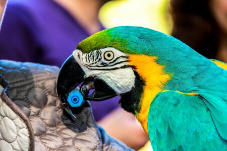 Unidentified women making photo for memory with parrot macaws ( Ara ararauna)   in the Utopia orchid  park   in Bahan . Israelの写真素材