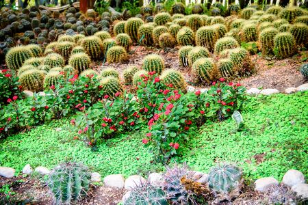 Different kinds of cactus in the Utopia orchid  park   in Bahan . Israelの写真素材