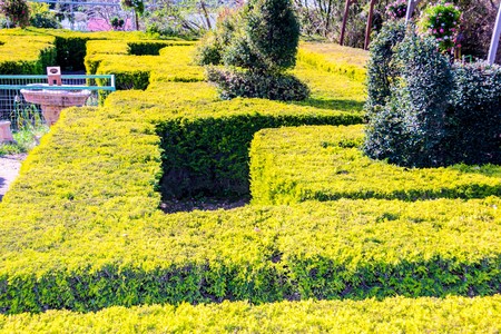 English green labyrinth with a sunny sky at Utopia orchid park. Bahan, Israelの写真素材