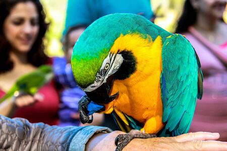 Unidentified women making photo for memory with parrot macaws  Ara ararauna   in the Utopia orchid  park   in Bahan . Israelの写真素材