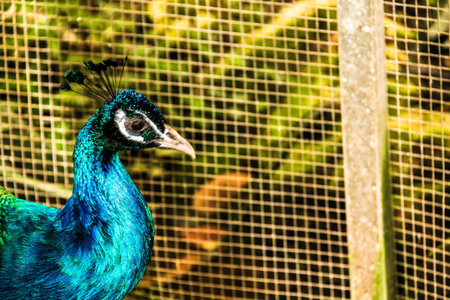 Portrait of Peacock
