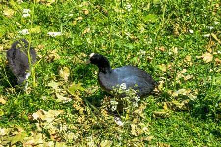 The Hawaiian coot (Fulica alai) in the St. james's park, London.のeditorial素材