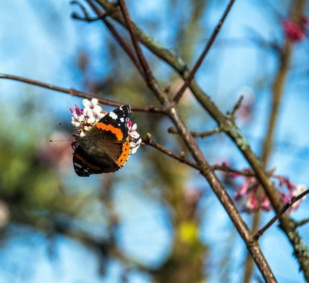 Red admiral butterfly collecting pollen from flowering bush at the winter. Baden-Baden. Germanyの写真素材