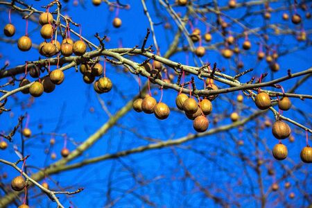 Davidia involucrata, the dove-tree,  handkerchief tree, pocket handkerchief tree, or ghost tree, is  deciduous tree, usually placed in the tupelo family (Nyssaceae), or dogwood family (Cornaceae), or Davidiaceae. Baden-Baden, Germanyの写真素材