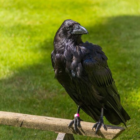 Raven in the Tower of London, UKのeditorial素材