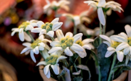 Blurred view of Edelweiss flowersの写真素材