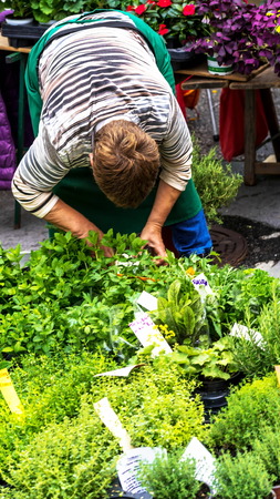 Salzburg, Austria - July 15, 2017: The seller of a flower shop in a small street market prepares products for saleのeditorial素材