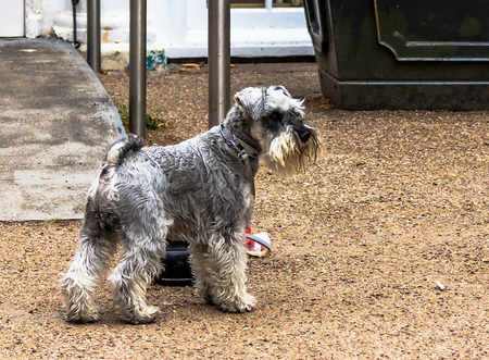 Schnauzer puppy dog. Miniature schnauzer outdoorの写真素材
