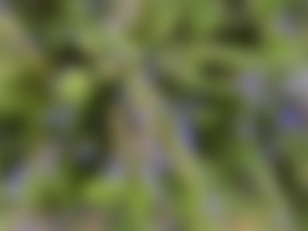 Blurred spring or summer background with floral elementsの写真素材