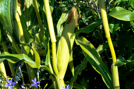 Sunset time. Corn with small young unripe cobs at cultivated maize field