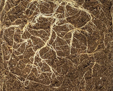 Earth from pots with the bare dried roots of seedlings texture background