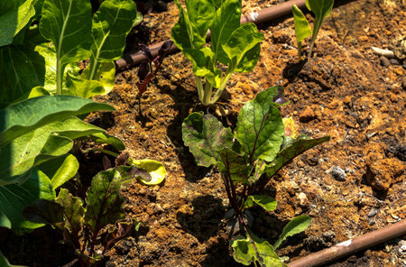Organic green red young beet leaves on vegetable garden bed