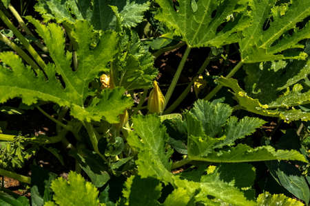 Yellow flower of zucchini in the summer gardenの写真素材