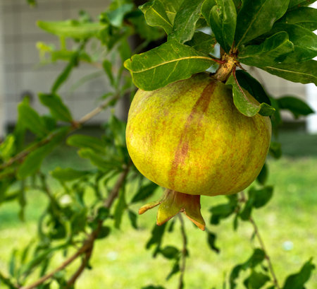 Ripening growing pomegranate on a tree