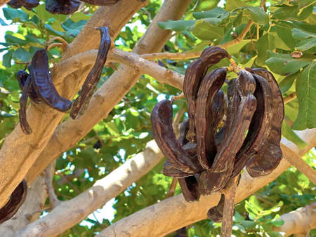 Ceratonia siliqua, commonly known as the carob tree or carob bush as background. Small evergreen Arabian tree which bears long brownish-purple edible pods. Carob bean, used as a substitute for chocolateの写真素材