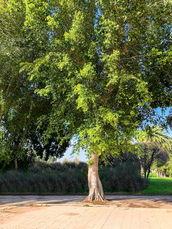 Beautiful old and big sycamore tree.