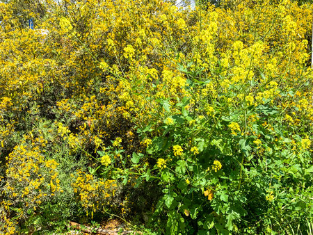 Yellow flowering Broom bush in a garden