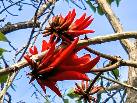 Indian coral tree, Tiger claw, Variegated Coral Tree ( Erythrina variegata L.) with bright red flowers.のeditorial素材