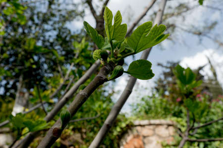 Fig tree with fruit ovary on cloudy sky backgroundの写真素材