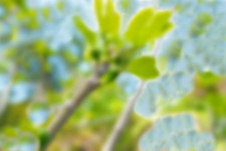 Fig tree with fruit ovary on cloudy sky background. Blurred viewの写真素材