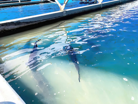 Large sturgeons swimming in turbid water near the surface. View from above . Slow motion