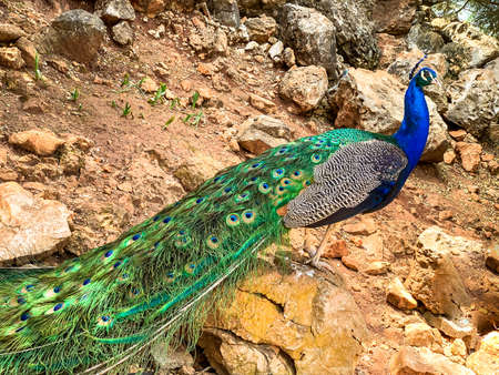 Close up male peacock, which has very long tail feathers that have eye-like markings and erected and fanned out in displayの写真素材