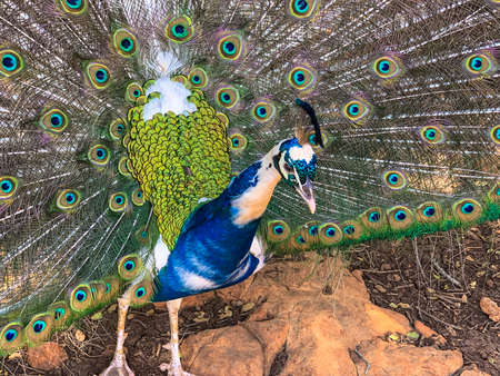 Close up male peacock, which has very long tail feathers that have eye-like markings and erected and fanned out in displayの写真素材