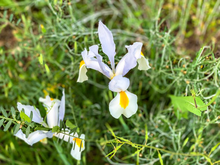 Spanish iris or Iris tingitana blooming in the wild meadow high in the mountains