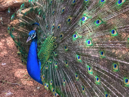 Close up male peacock, which has very long tail feathers that have eye-like markings and erected and fanned out in displayの写真素材