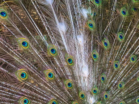 Close up male peacock tail, which has very long feathers that have eye-like markings and erected and fanned out in display.の写真素材